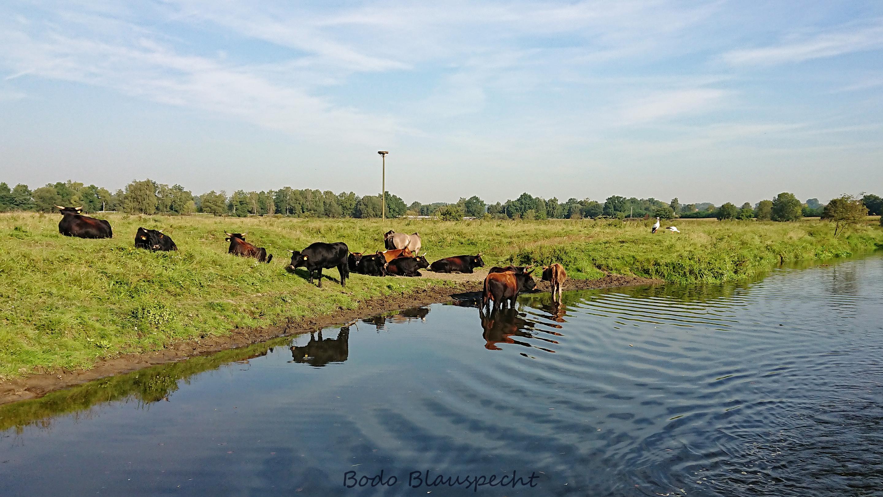 Landschaft   Tiere   Steveraue   2023.09.11 09.40 86 HQ